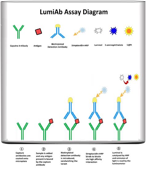 ifn gamma elisa kit